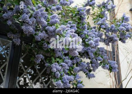 Insel-Ceanothus-Baum 'Trewihen Blue' in Blüte Stockfoto