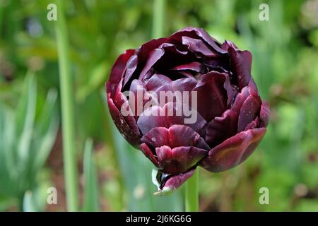 Tulpe ÔBlack HeroÕ in Blüte. Stockfoto