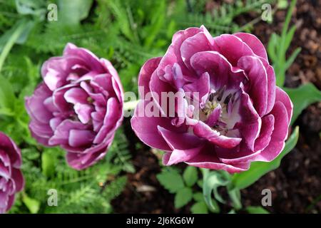 Double Tulip 'Dream Touch' in Blüte Stockfoto
