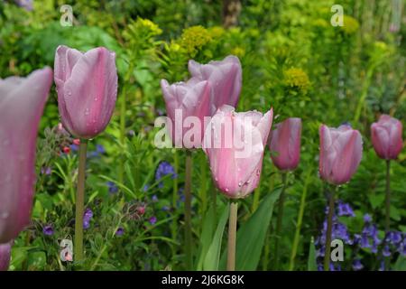 Tulpe „Herrin Mystic“ in Blüte. Stockfoto