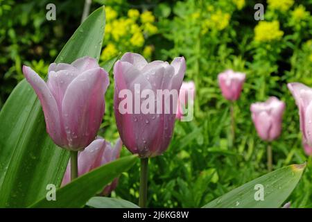 Tulpe „Herrin Mystic“ in Blüte. Stockfoto