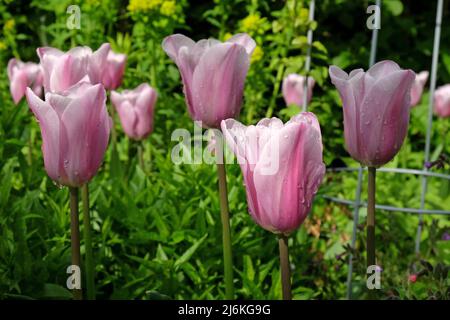 Tulpe „Herrin Mystic“ in Blüte. Stockfoto