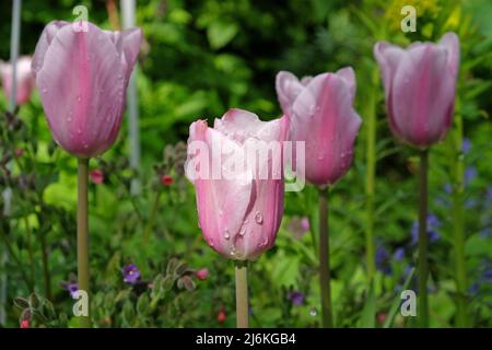 Tulpe „Herrin Mystic“ in Blüte. Stockfoto
