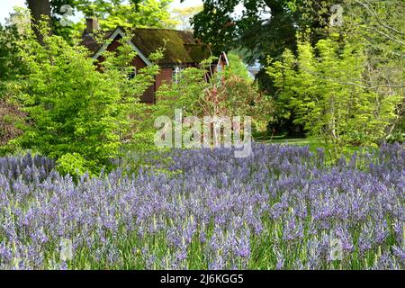 Schwungvolle Darstellungen von blühenden Camassien. Stockfoto