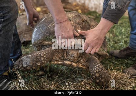 Region Poltava, Ukraine. 2.. Mai 2022. Mitarbeiter des Feldman-Eco Parks arbeiten daran, gerettete Schildkröten am Montag, den 2. Mai 2022, in einen temporären Eco-Park in der Region Poltava zu bringen, zwei Stunden westlich von Charkiw in der Ukraine. Führende israelische Beamte verurteilten am Montag Äußerungen des russischen Chefdiplomaten, die behaupteten, dass der Nazi-Führer Adolf Hitler jüdisch sei und implizierten, dass jüdische Gefangene während des Zweiten Weltkriegs für ihren eigenen Tod im Holocaust verantwortlich seien. Foto von Ken Cedeno/UPI Credit: UPI/Alamy Live News Stockfoto