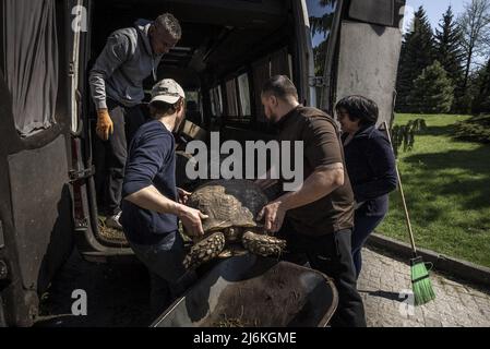 Region Poltava, Ukraine. 2.. Mai 2022. Mitarbeiter des Feldman-Eco Parks arbeiten daran, gerettete Schildkröten am Montag, den 2. Mai 2022, in einen temporären Eco-Park in der Region Poltava zu bringen, zwei Stunden westlich von Charkiw in der Ukraine. Führende israelische Beamte verurteilten am Montag Äußerungen des russischen Chefdiplomaten, die behaupteten, dass der Nazi-Führer Adolf Hitler jüdisch sei und implizierten, dass jüdische Gefangene während des Zweiten Weltkriegs für ihren eigenen Tod im Holocaust verantwortlich seien. Foto von Ken Cedeno/UPI Credit: UPI/Alamy Live News Stockfoto