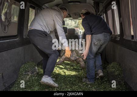 Region Poltava, Ukraine. 2.. Mai 2022. Mitarbeiter des Feldman-Eco Parks arbeiten daran, gerettete Schildkröten am Montag, den 2. Mai 2022, in einen temporären Eco-Park in der Region Poltava zu bringen, zwei Stunden westlich von Charkiw in der Ukraine. Führende israelische Beamte verurteilten am Montag Äußerungen des russischen Chefdiplomaten, die behaupteten, dass der Nazi-Führer Adolf Hitler jüdisch sei und implizierten, dass jüdische Gefangene während des Zweiten Weltkriegs für ihren eigenen Tod im Holocaust verantwortlich seien. Foto von Ken Cedeno/UPI Credit: UPI/Alamy Live News Stockfoto