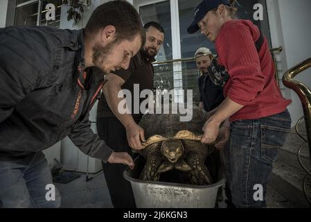 Region Poltava, Ukraine. 2.. Mai 2022. Mitarbeiter des Feldman-Eco Parks arbeiten daran, gerettete Schildkröten am Montag, den 2. Mai 2022, in einen temporären Eco-Park in der Region Poltava zu bringen, zwei Stunden westlich von Charkiw in der Ukraine. Führende israelische Beamte verurteilten am Montag Äußerungen des russischen Chefdiplomaten, die behaupteten, dass der Nazi-Führer Adolf Hitler jüdisch sei und implizierten, dass jüdische Gefangene während des Zweiten Weltkriegs für ihren eigenen Tod im Holocaust verantwortlich seien. Foto von Ken Cedeno/UPI Credit: UPI/Alamy Live News Stockfoto