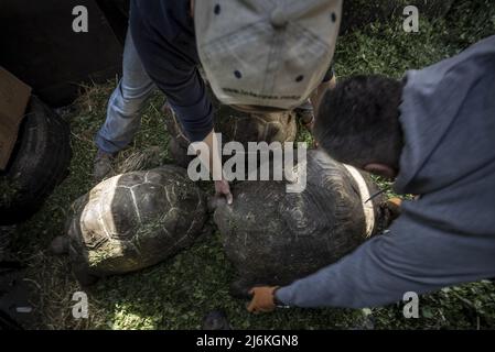 Region Poltava, Ukraine. 2.. Mai 2022. Mitarbeiter des Feldman-Eco Parks arbeiten daran, gerettete Schildkröten am Montag, den 2. Mai 2022, in einen temporären Eco-Park in der Region Poltava zu bringen, zwei Stunden westlich von Charkiw in der Ukraine. Führende israelische Beamte verurteilten am Montag Äußerungen des russischen Chefdiplomaten, die behaupteten, dass der Nazi-Führer Adolf Hitler jüdisch sei und implizierten, dass jüdische Gefangene während des Zweiten Weltkriegs für ihren eigenen Tod im Holocaust verantwortlich seien. Foto von Ken Cedeno/UPI Credit: UPI/Alamy Live News Stockfoto