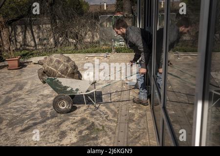 Region Poltava, Ukraine. 2.. Mai 2022. Mitarbeiter des Feldman-Eco Parks arbeiten daran, gerettete Schildkröten am Montag, den 2. Mai 2022, in einen temporären Eco-Park in der Region Poltava zu bringen, zwei Stunden westlich von Charkiw in der Ukraine. Führende israelische Beamte verurteilten am Montag Äußerungen des russischen Chefdiplomaten, die behaupteten, dass der Nazi-Führer Adolf Hitler jüdisch sei und implizierten, dass jüdische Gefangene während des Zweiten Weltkriegs für ihren eigenen Tod im Holocaust verantwortlich seien. Foto von Ken Cedeno/UPI Credit: UPI/Alamy Live News Stockfoto