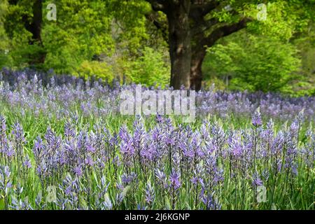 Schwungvolle Darstellungen von blühenden Camassien. Stockfoto