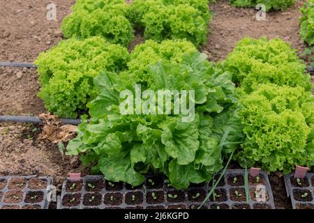 Bio-frischer grüner Salat, der im Gewächshaus wächst. Stockfoto