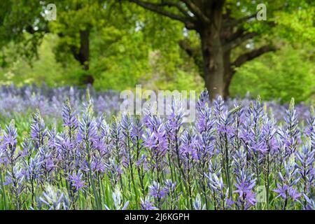 Schwungvolle Darstellungen von blühenden Camassien. Stockfoto