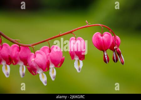 Nahaufnahme der roten Blüten einer blutenden Herzpflanze (Lamprocapnos spectabilis, syn. Dicentra spectabilis) im Frühjahr in Surrey, Südostengland Stockfoto