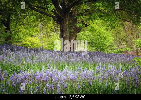 Schwungvolle Darstellungen von blühenden Camassien. Stockfoto