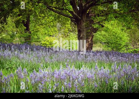 Schwungvolle Darstellungen von blühenden Camassien. Stockfoto