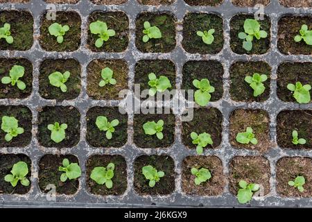 Draufsicht auf den Rosensalat-Sämling im Anbautablett Stockfoto