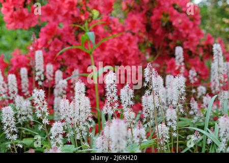 Weiße Herzblatt-Schaumblüte in Blüte. Stockfoto