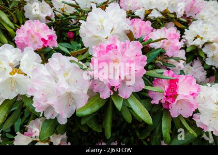 Hübsche rosa und weiße Blüten des japanischen Rhododendron 'Yakushimanum' blühen im Frühjahr auf Battleston Hill im RHS Garden Wisley, Surrey Stockfoto