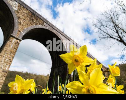 Die viktorianischen Midland Grabstein Eisenbahnviadukt, heute Teil von der Monsal Trail-Radweg in Monsal Dale im englischen Peak District National Park. Stockfoto