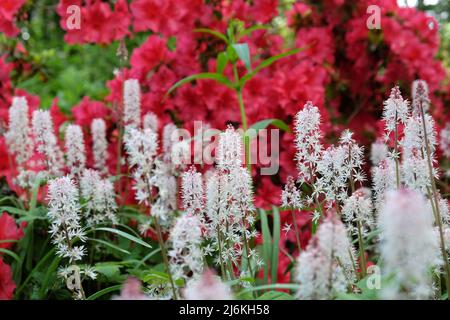 Weiße Herzblatt-Schaumblüte in Blüte. Stockfoto