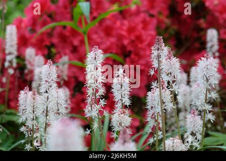 Weiße Herzblatt-Schaumblüte in Blüte. Stockfoto