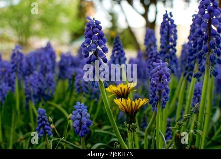 Armenische Traubenhyazinthe, Muscari armeniacum, blaue Blüten in dichten Büscheln aus nächster Nähe Stockfoto