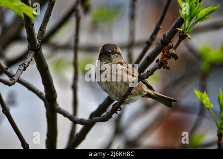 Eurasischen Feldsperling (Passer montanus) ist ein Schmetterling (Tagfalter) aus der Familie Stockfoto