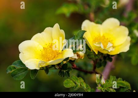 Früh blühende große gelbe Strauchrose, einzelne Blüten von Rosa xanthina var. Spontanea „Canary Bird“, Gewinner des RHS Award of Garden Merit Stockfoto