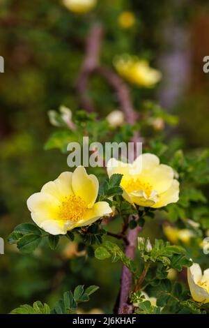 Früh blühende große gelbe Strauchrose, einzelne Blüten von Rosa xanthina var. Spontanea „Canary Bird“, Gewinner des RHS Award of Garden Merit Stockfoto