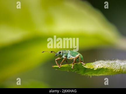 Ein kleiner leuchtend metallischer grüner Weevil (um 5mm), Polydrusus formosus, auf dem Blatt eines Apfelbaums in einem Garten im Frühjahr in Surrey, Großbritannien Stockfoto