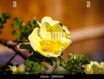 Früh blühende große gelbe Strauchrose, einzelne Blüten von Rosa xanthina var. Spontanea „Canary Bird“, Gewinner des RHS Award of Garden Merit Stockfoto