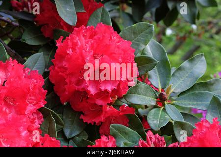 Leuchtend roter Rhododendron „Markeetas Preis“ in Blüte Stockfoto