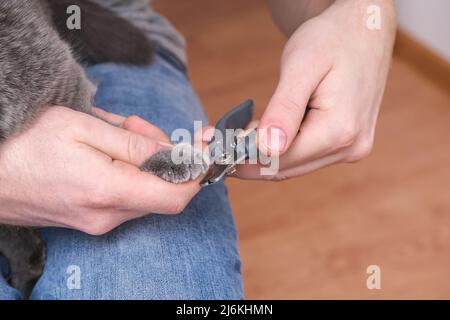 Ein Mann schneidet mit einem Klauenschneider die Krallen einer jungen grauen Katze. Chartreuse widersteht. Stockfoto