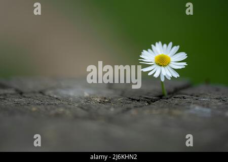 Gänseblümchen wächst aus dem Riss auf dem alten Baumstumpf Stockfoto