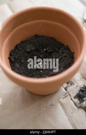 Vertikale Aufnahme eines Tontopf, während Tomatensamen zum Keimen gepflanzt wird. Braunes Papier als Hintergrund Stockfoto