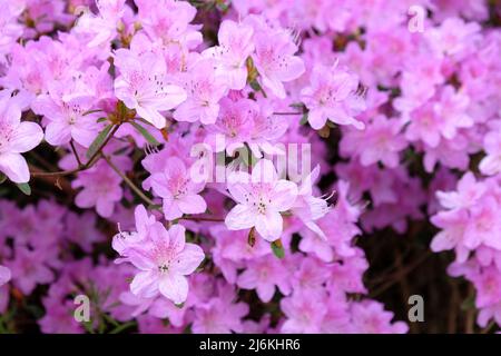 Blassrosa koreanische Azaleen in Blüte Stockfoto