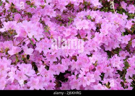 Blassrosa koreanische Azaleen in Blüte Stockfoto