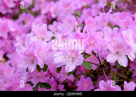 Blassrosa koreanische Azaleen in Blüte Stockfoto