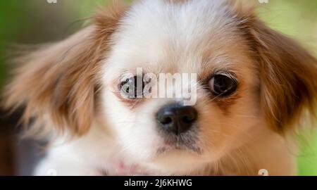 Porträt eines niedlichen kleinen Pekingese Hundes Stockfoto