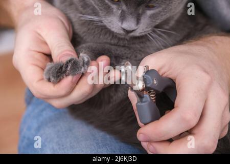 Ein Mann schneidet mit einem Klauenschneider die Krallen einer jungen grauen Katze. Chartreuse widersteht. Stockfoto