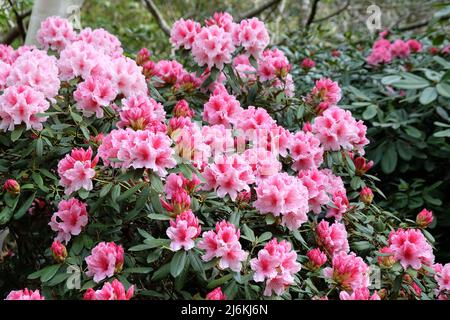 Rosafarbenes und weißes Rhododendron 'Hydon Dawn' in Blüte Stockfoto