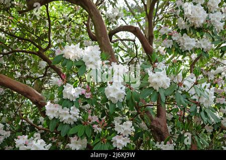 Großer weißer Rhododendron 'Loderi Pink Diamond' in Blüte. Stockfoto