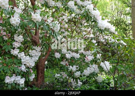 Großer weißer Rhododendron 'Loderi Pink Diamond' in Blüte. Stockfoto