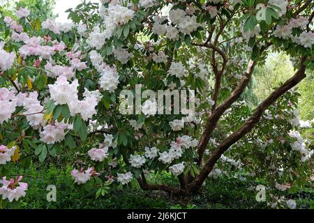 Großer weißer Rhododendron 'Loderi Pink Diamond' in Blüte. Stockfoto