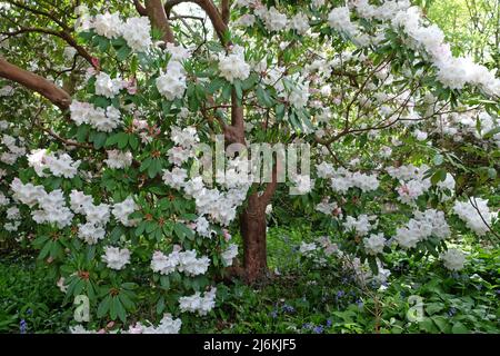 Großer weißer Rhododendron 'Loderi Pink Diamond' in Blüte. Stockfoto