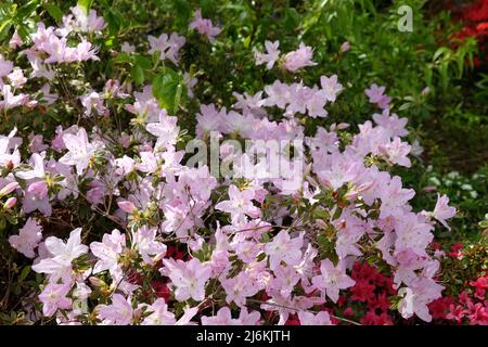 Blassrosa Rhododendron 'ucronatum' in Blüte. Stockfoto