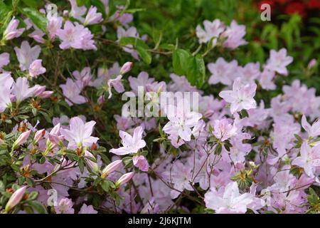 Blassrosa Rhododendron 'ucronatum' in Blüte. Stockfoto