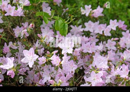 Blassrosa Rhododendron 'ucronatum' in Blüte. Stockfoto