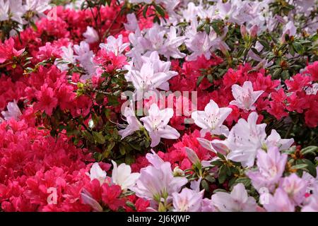 Rosa Rhododendren ÔmucronatumÕ und Ôima shojoÕ in Blüte. Stockfoto